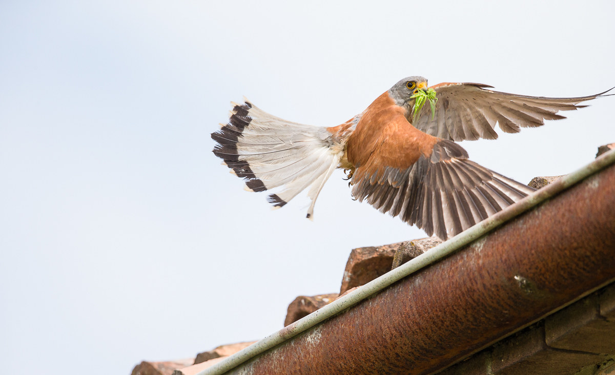 Lesser kestrel 1