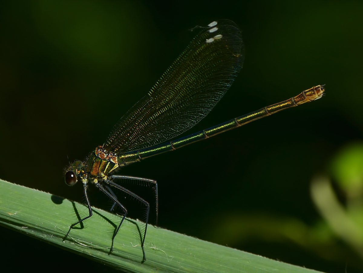 Libellula dorata