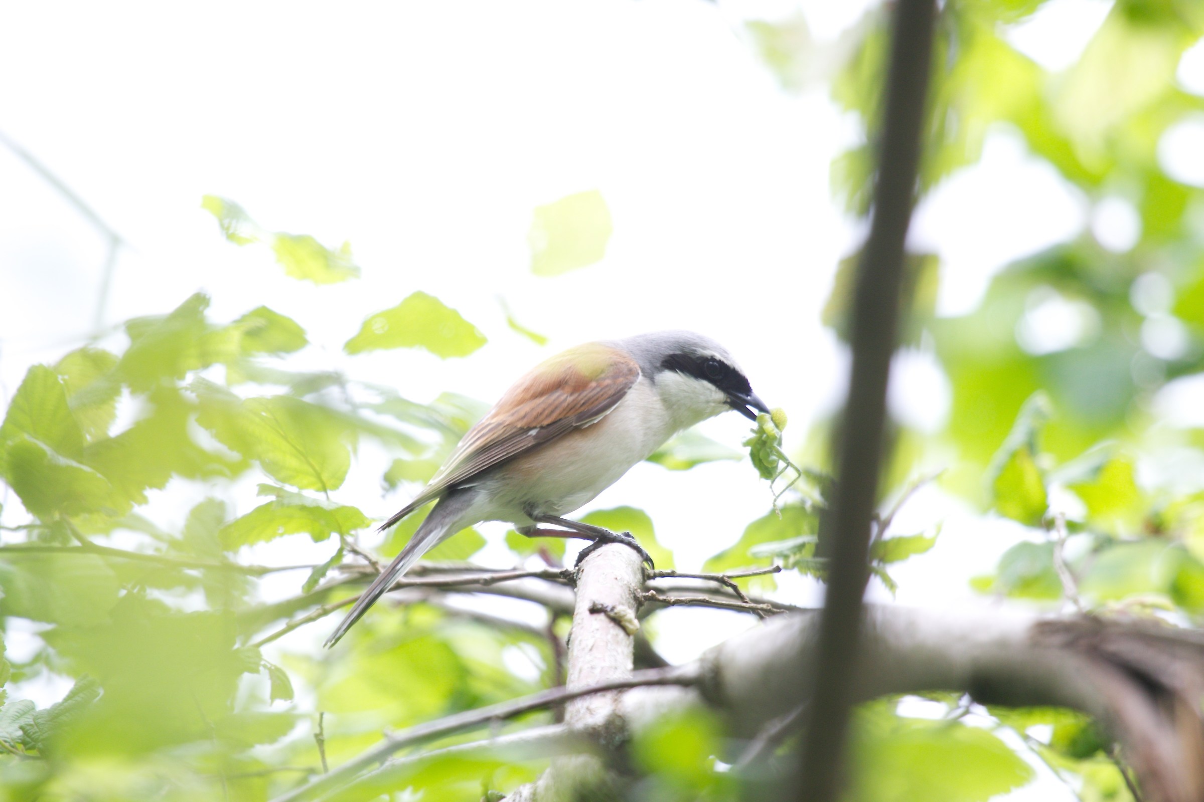 Lesser Grey Shrike