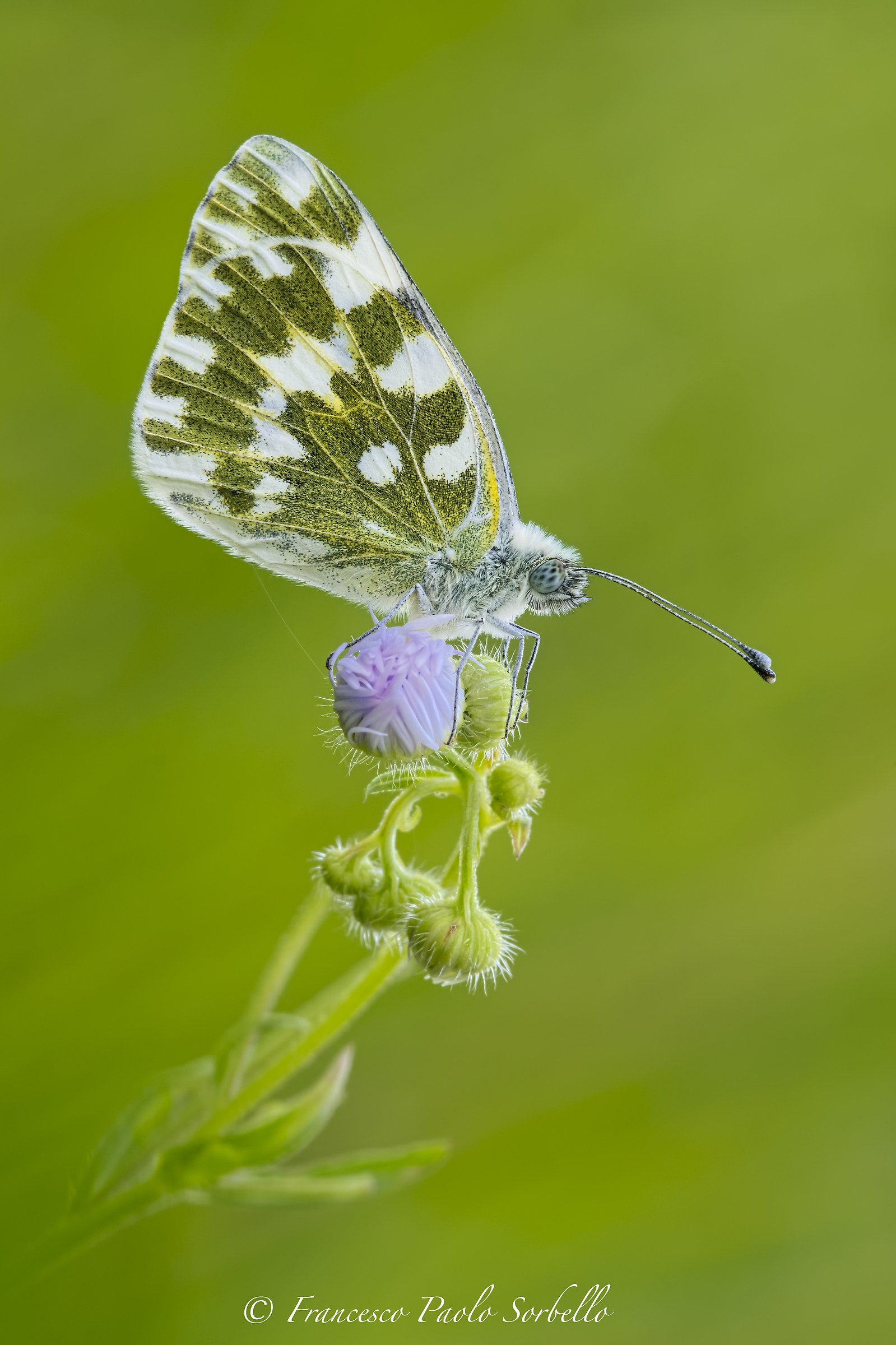 Pontia Edusa - Green