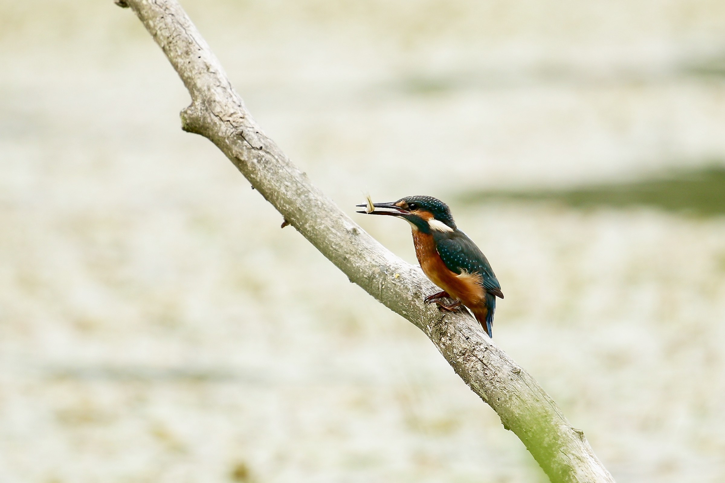 Kingfishers