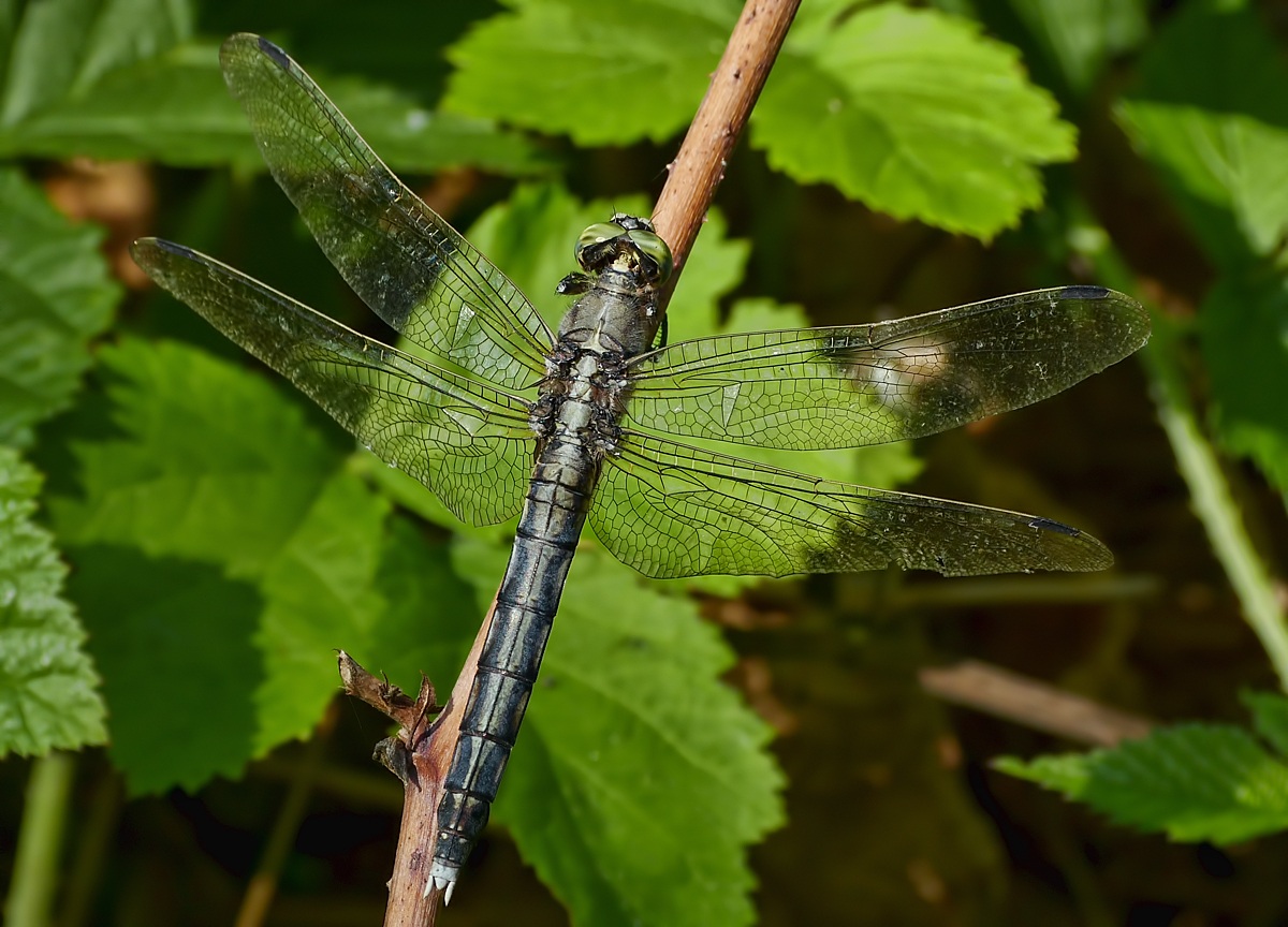 Libellula in riposo...