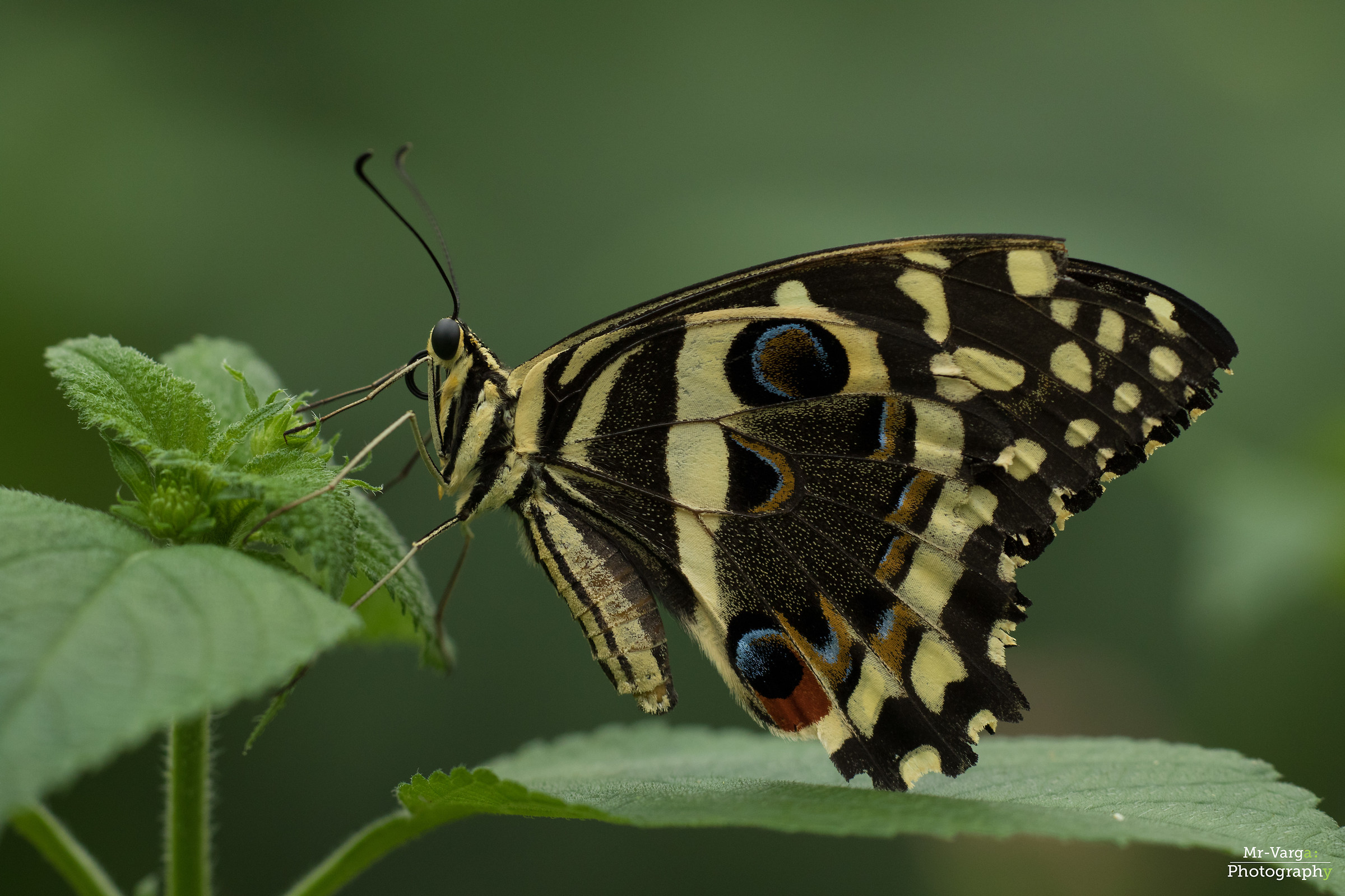 Papilio demoleus
