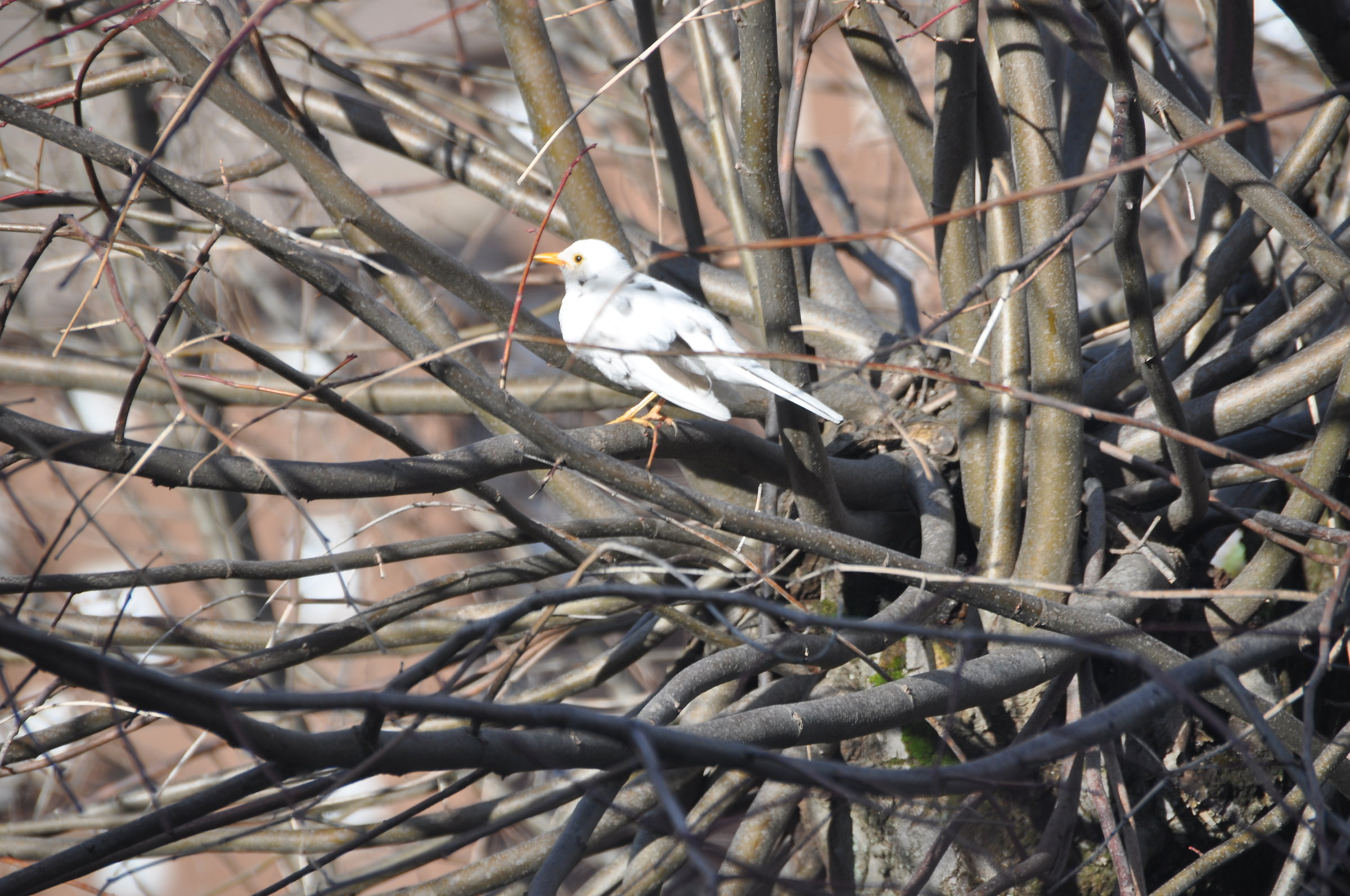 un raro merlo maschio bianco