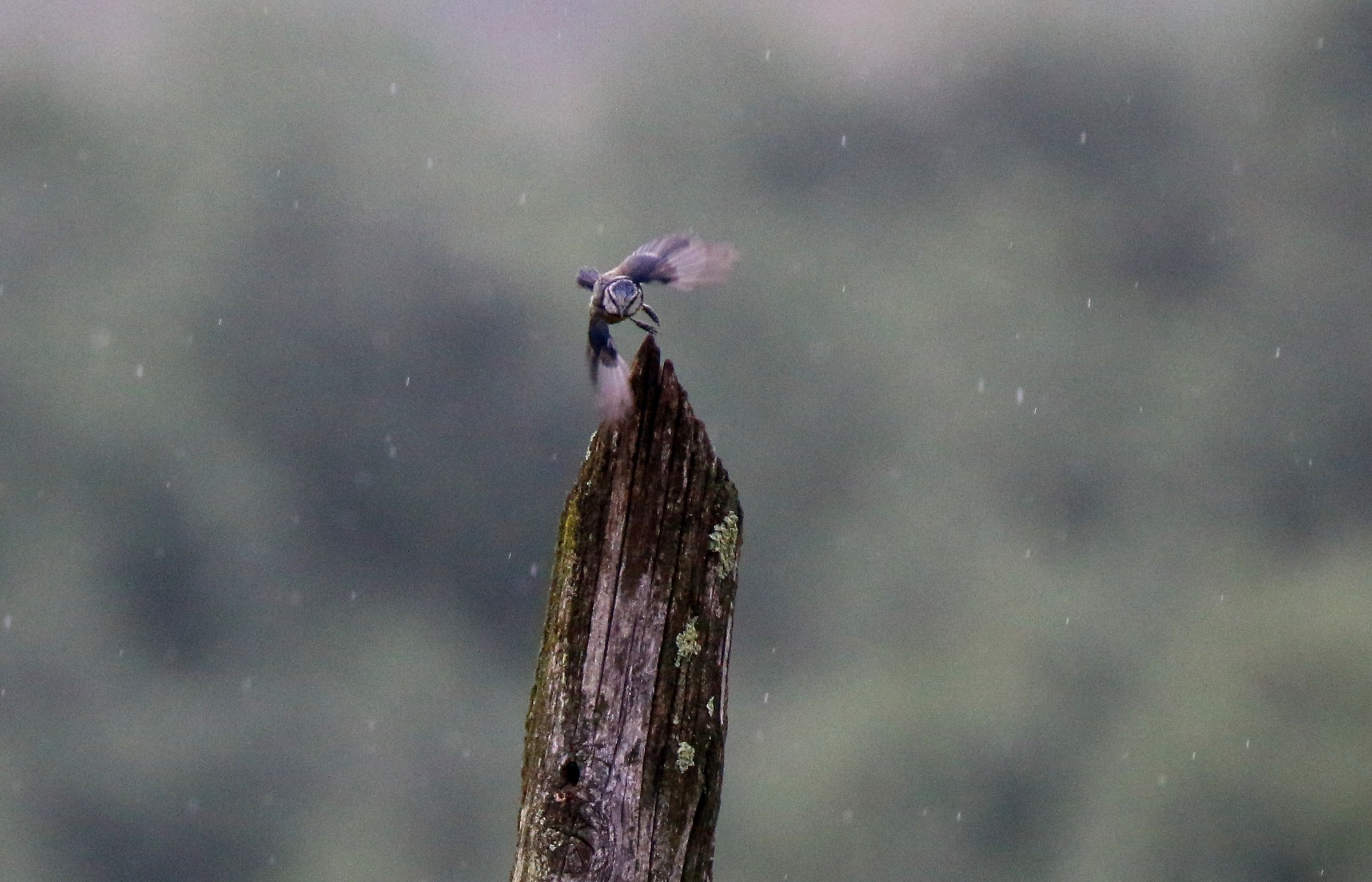 Cinciarella che se ne va