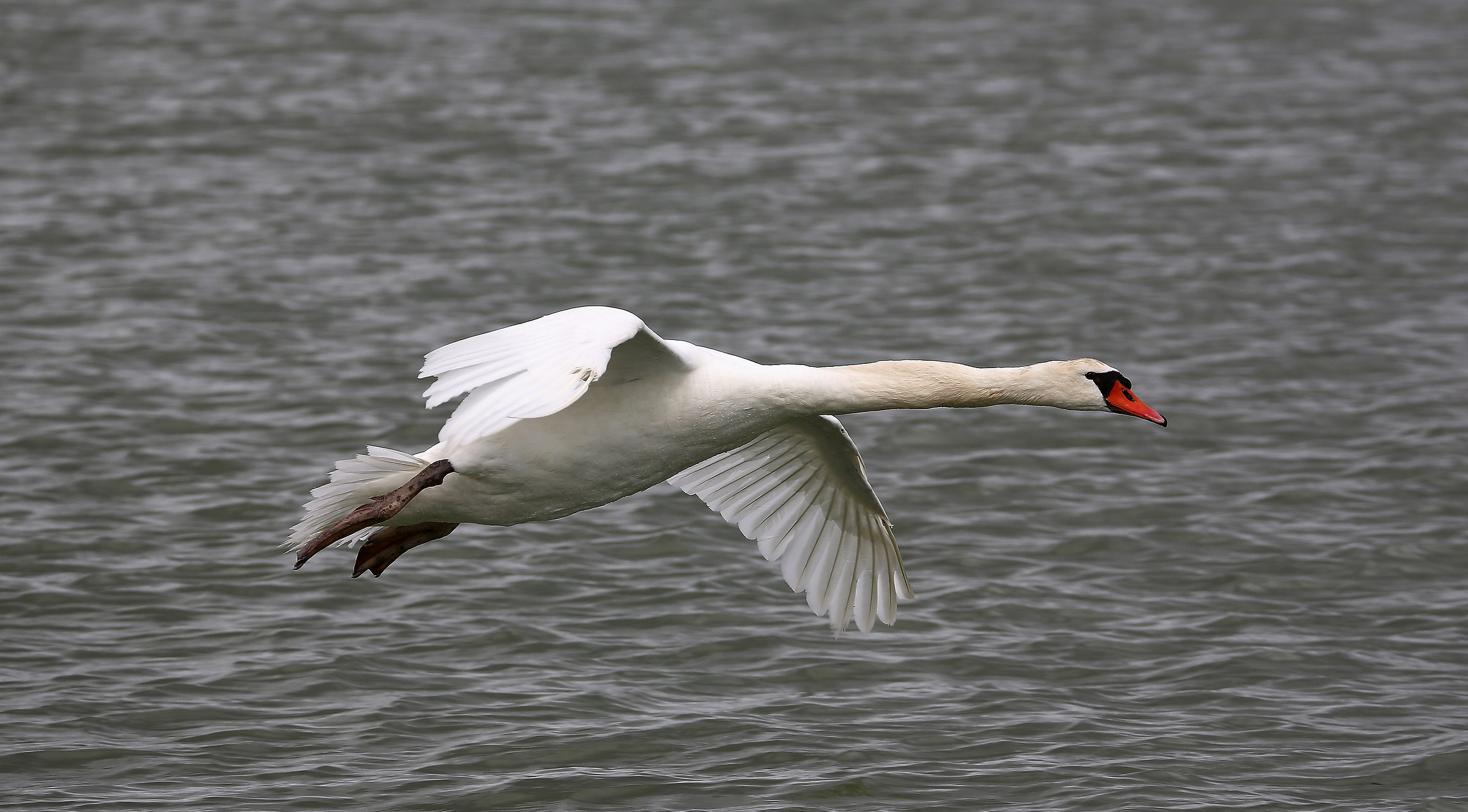 The flight of the swan