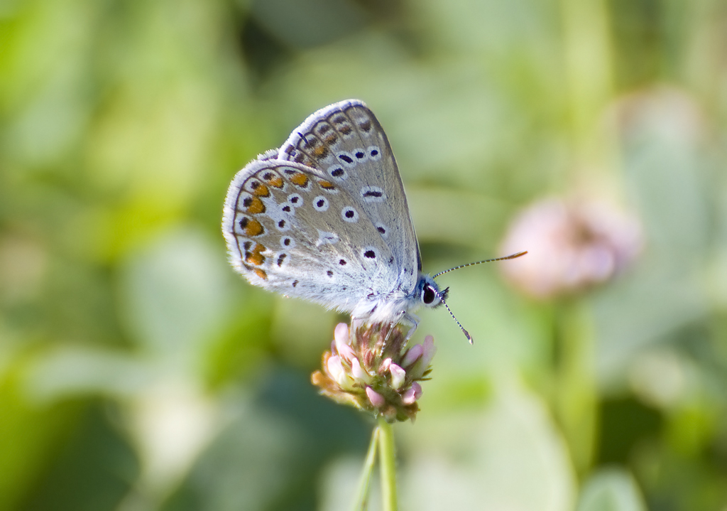 Polyommatus bellargus