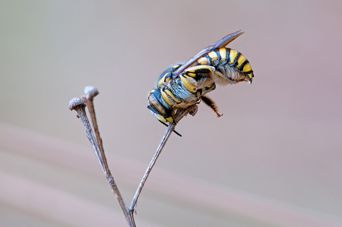 Hymenoptera Megachilidae Anthidiellum 6