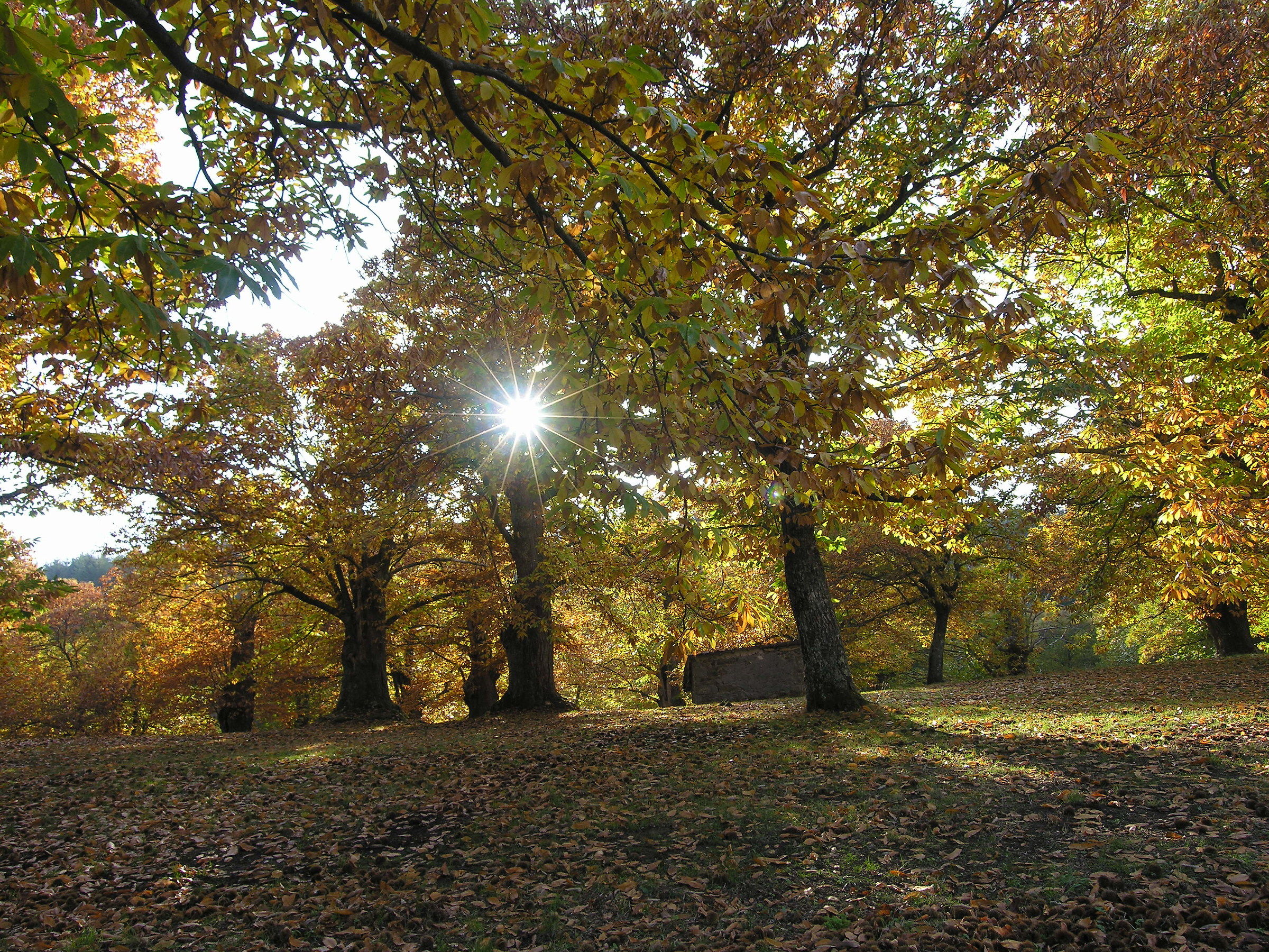 Castagneto in autunno