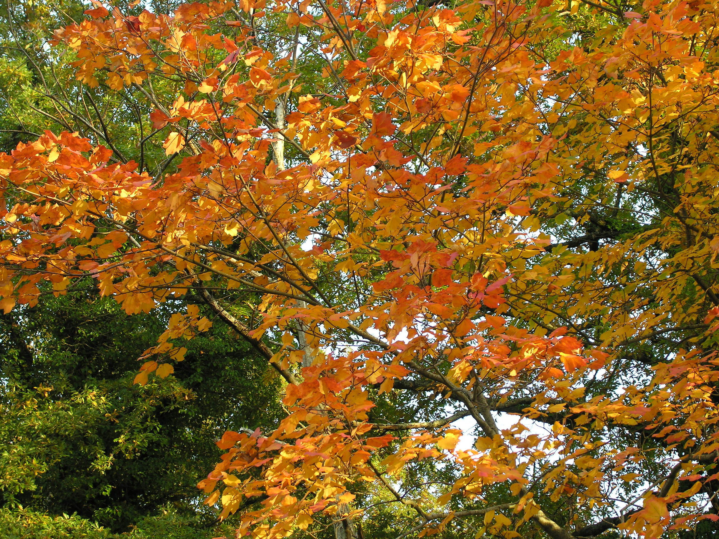 foliage sul Monte Cimino