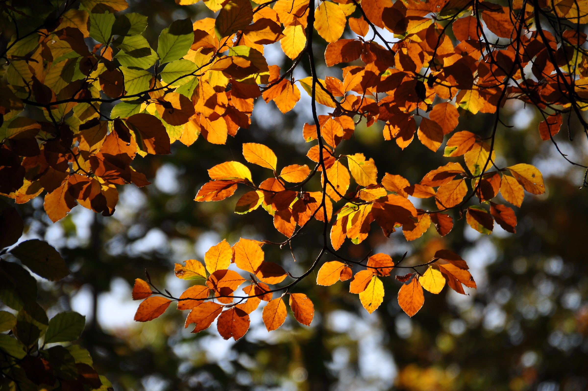 ...le ultime foglie...