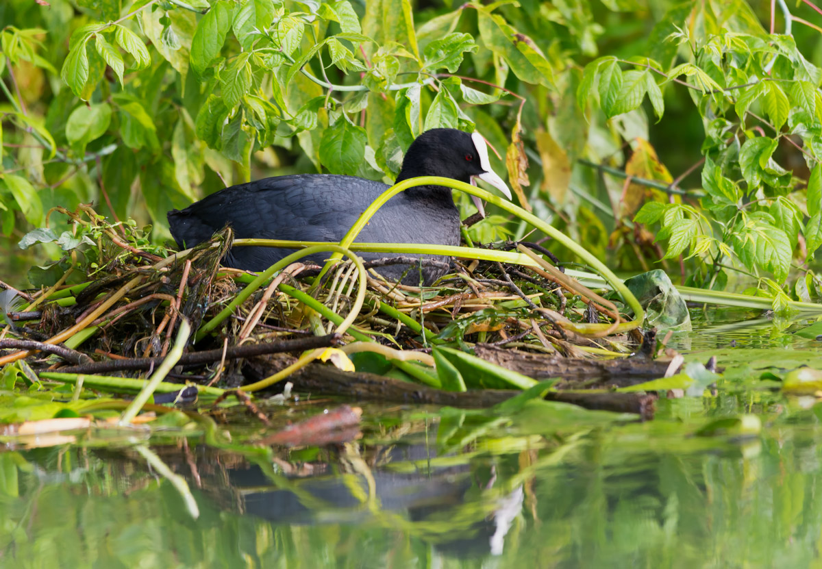 Foleghetta builds the nest