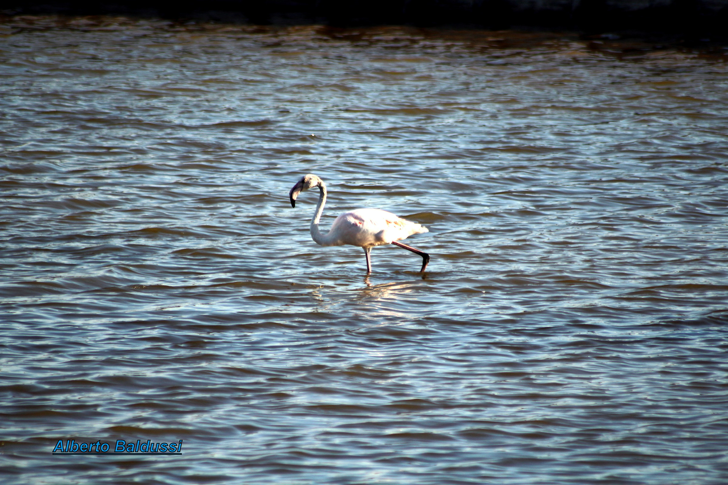 Around the park Molentargius