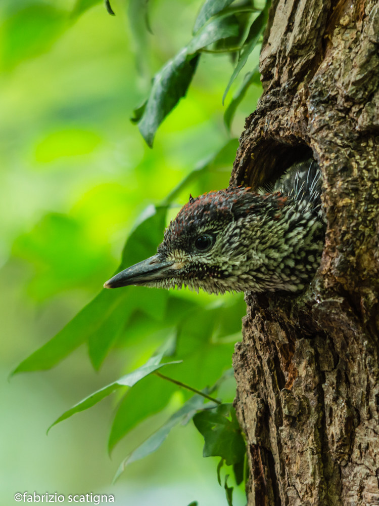 little green woodpecker
