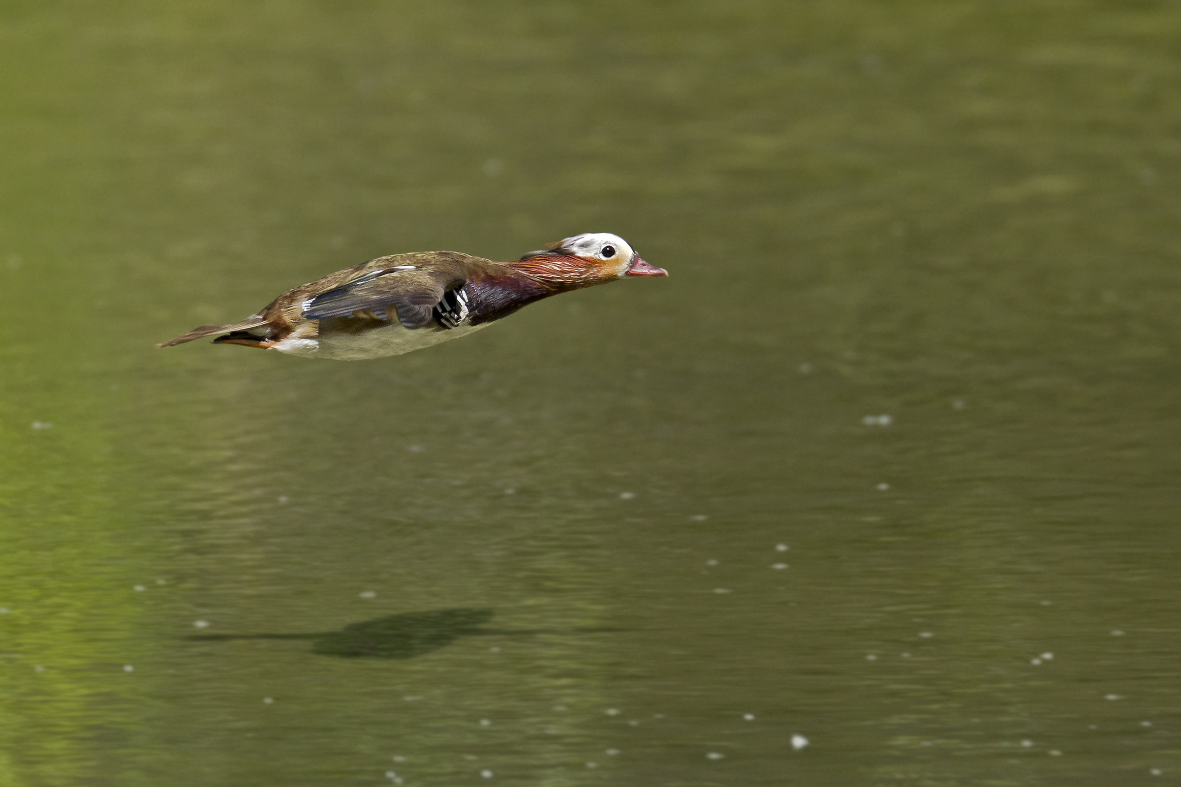 Mandarin in flight