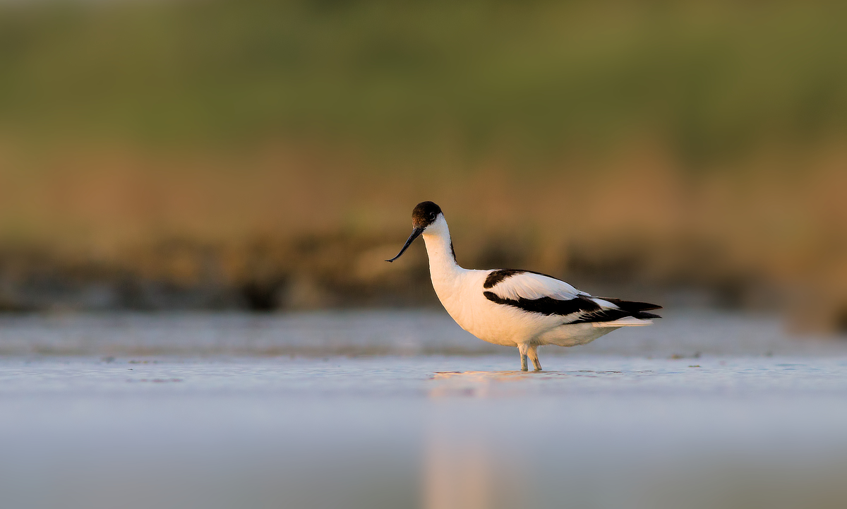 Avocetta