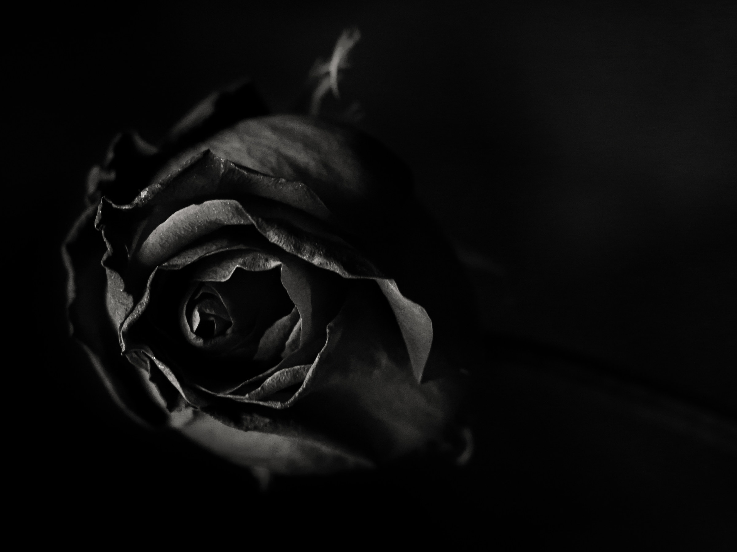 the rose B / W