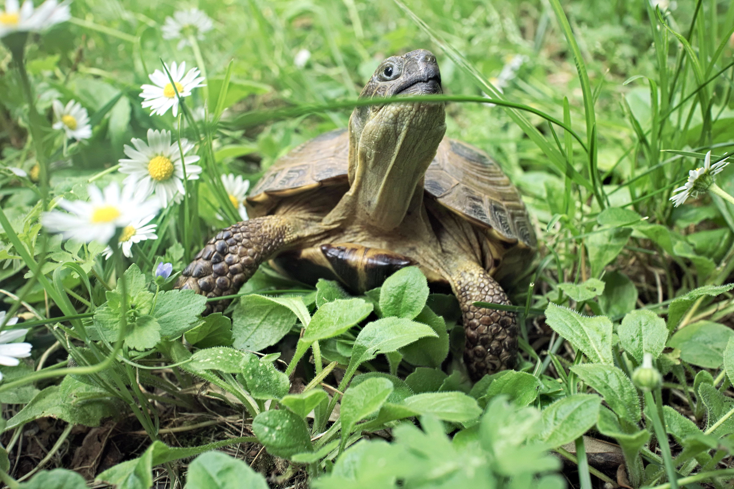 I think I'm well hidden ....