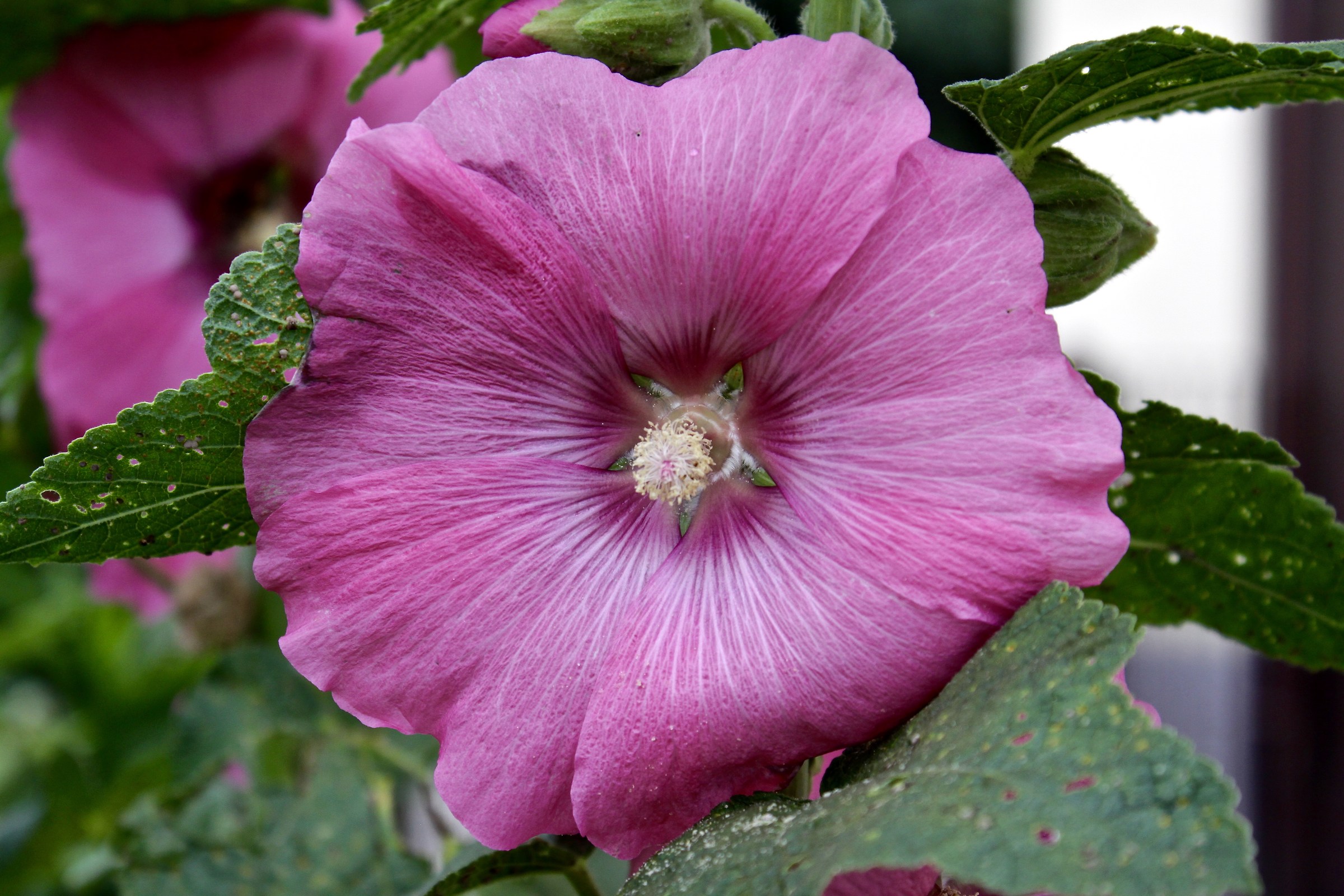 Petunia ... Canon EOS 50D