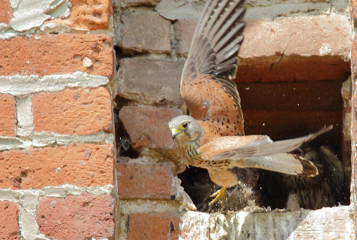 Let's start once again