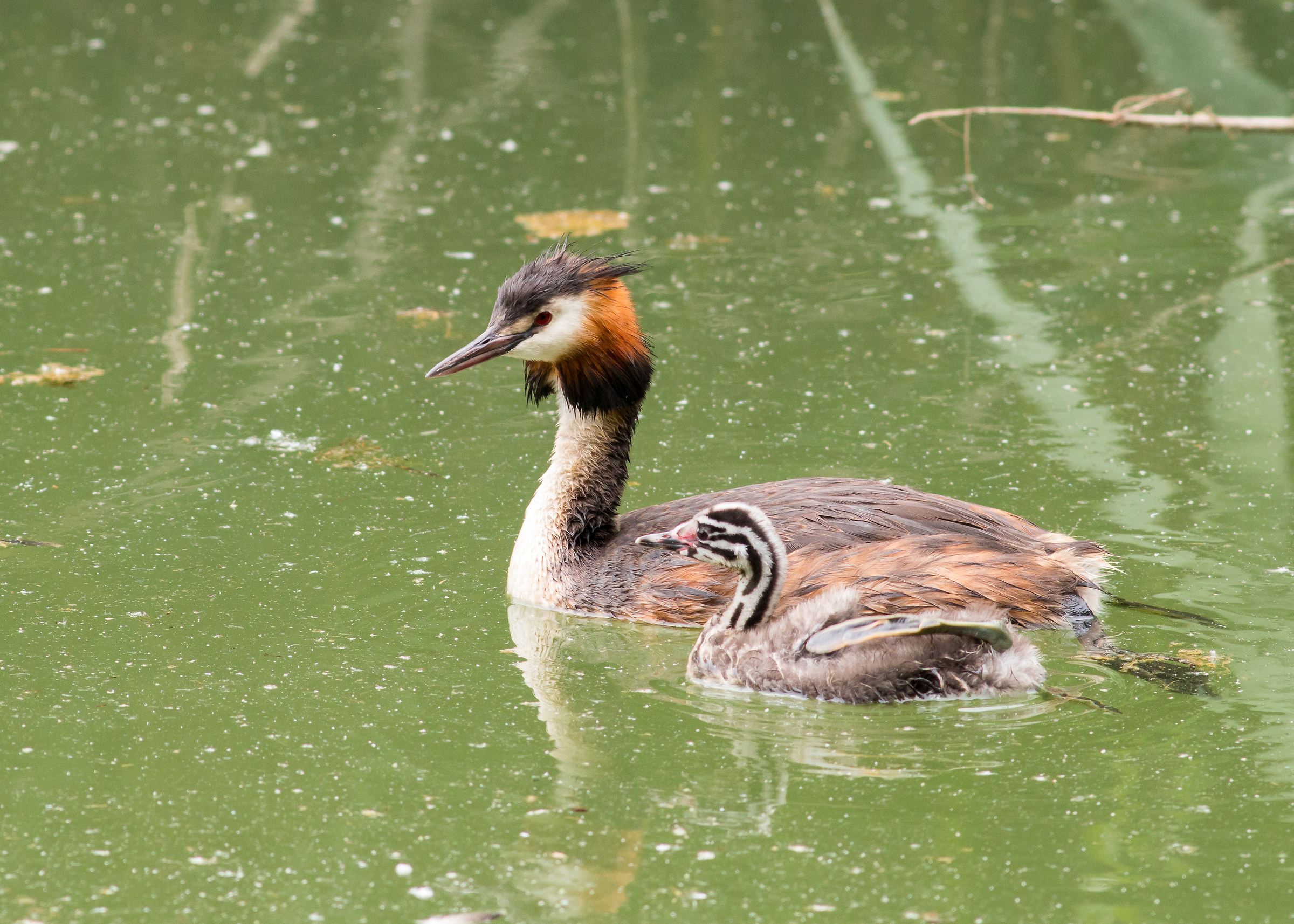 Great Crested Grebe