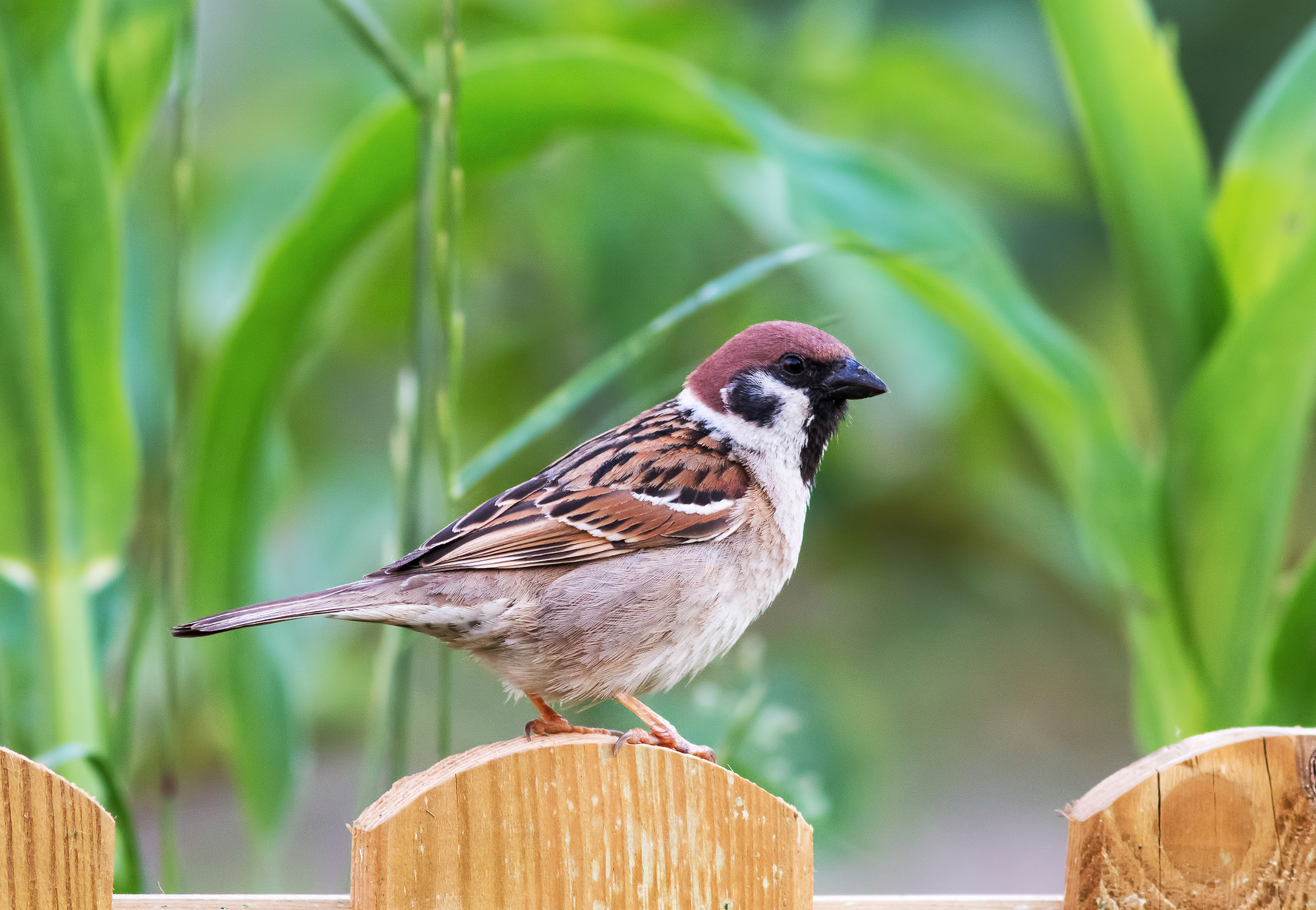 Tree sparrow