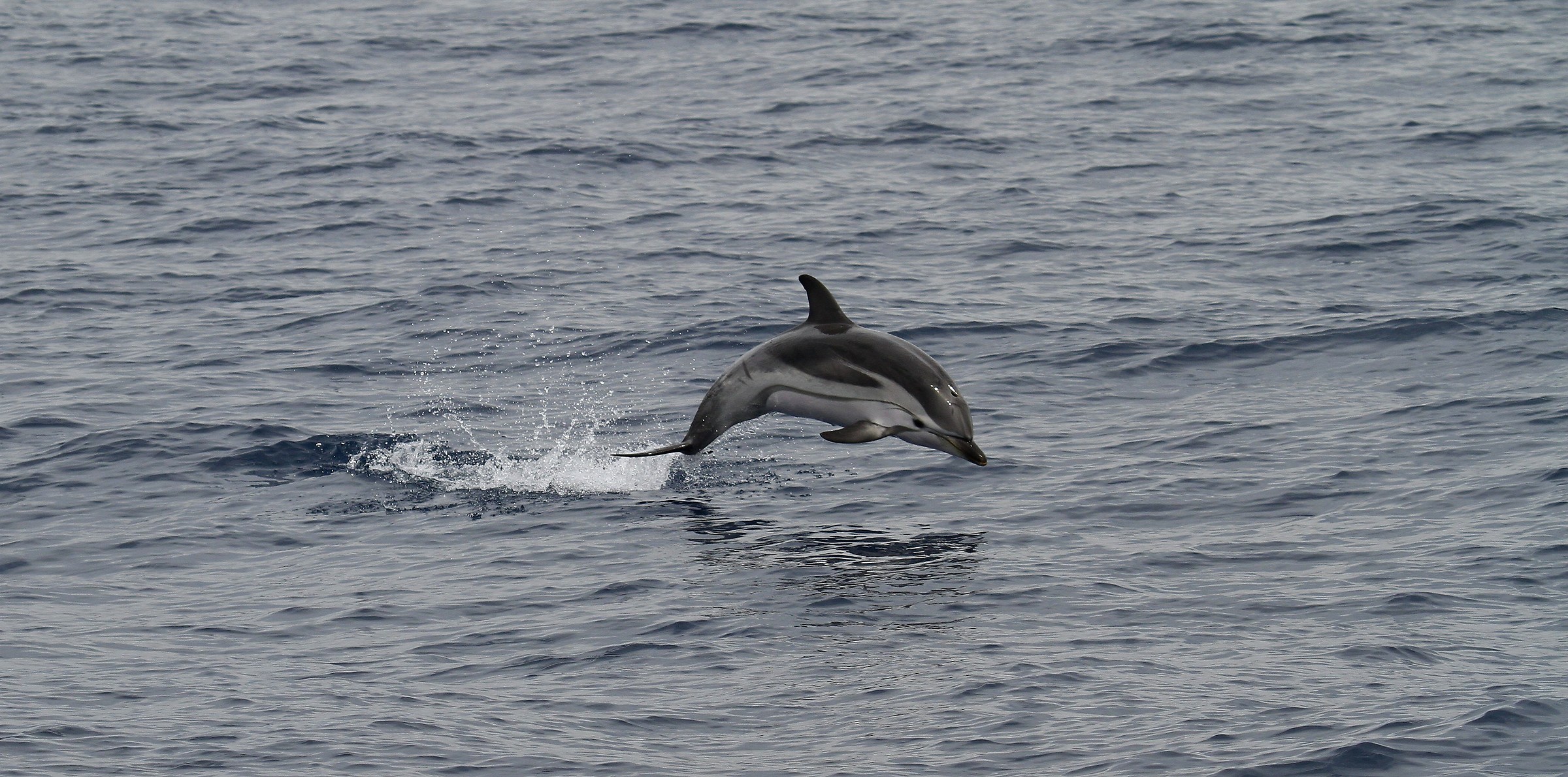 striped dolphin Imperia