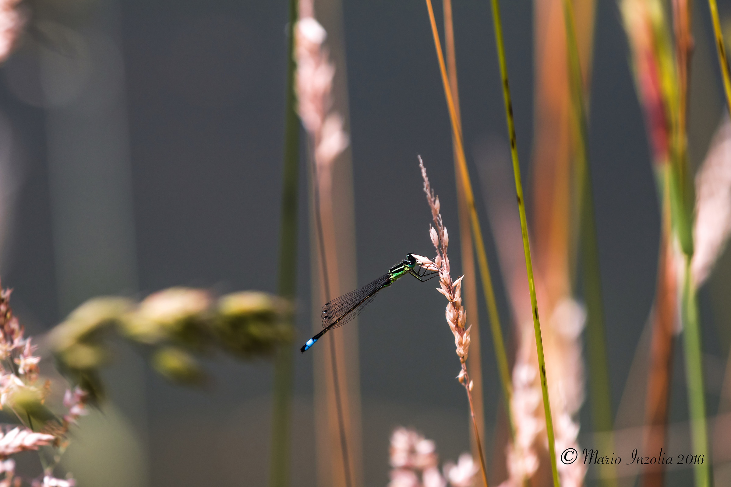 little Dragonfly