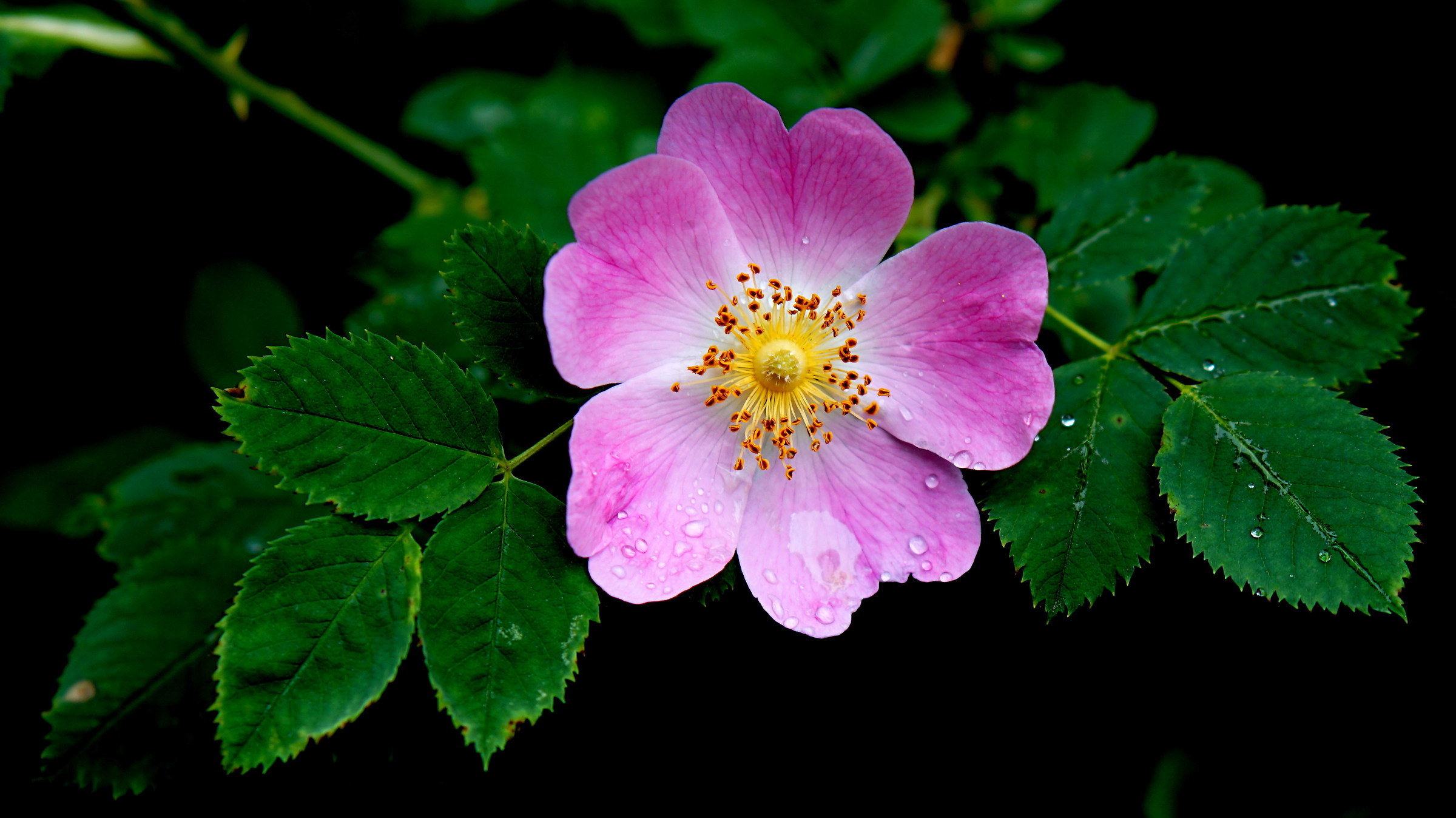 Rosa canina