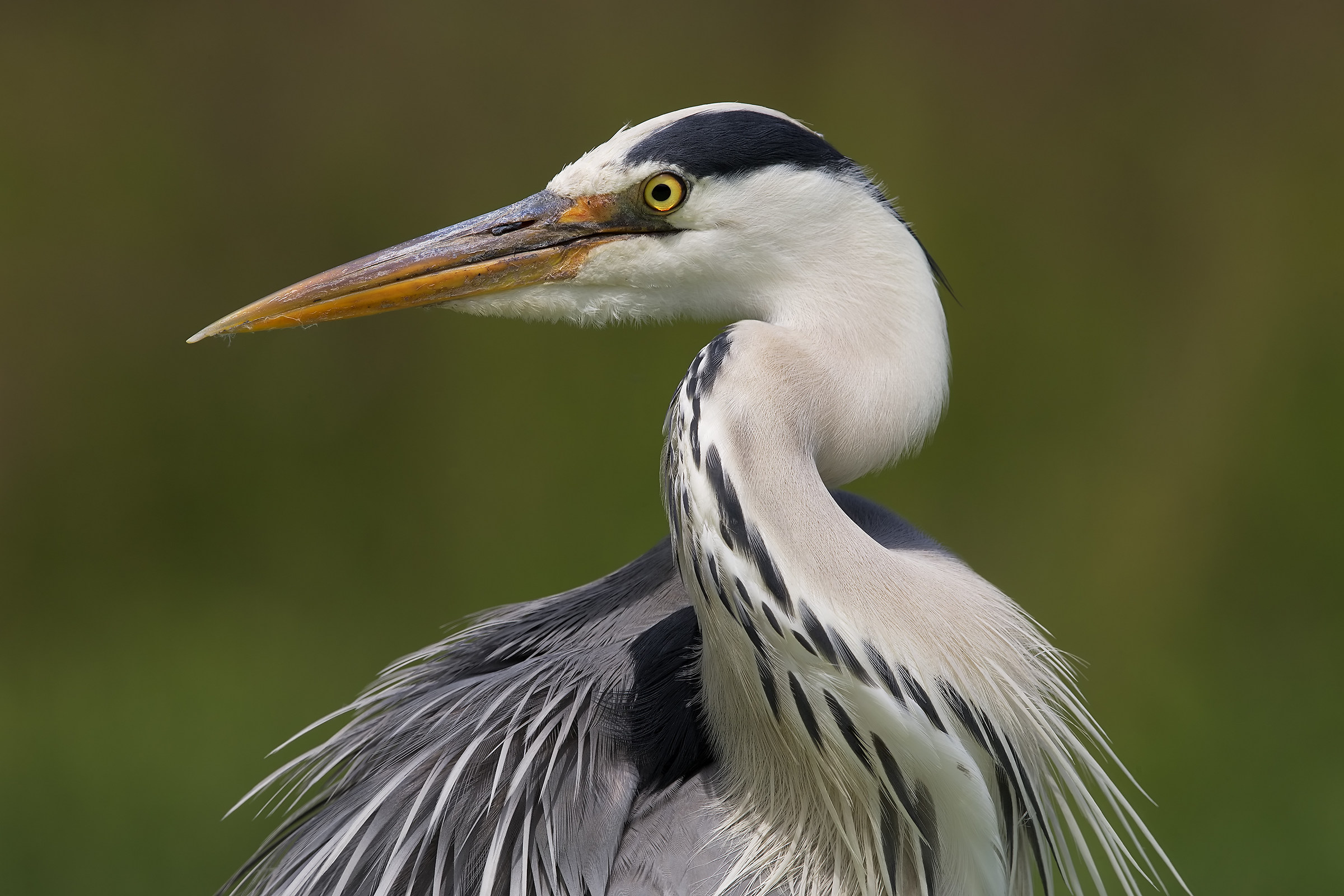 Ritratto al cenerino