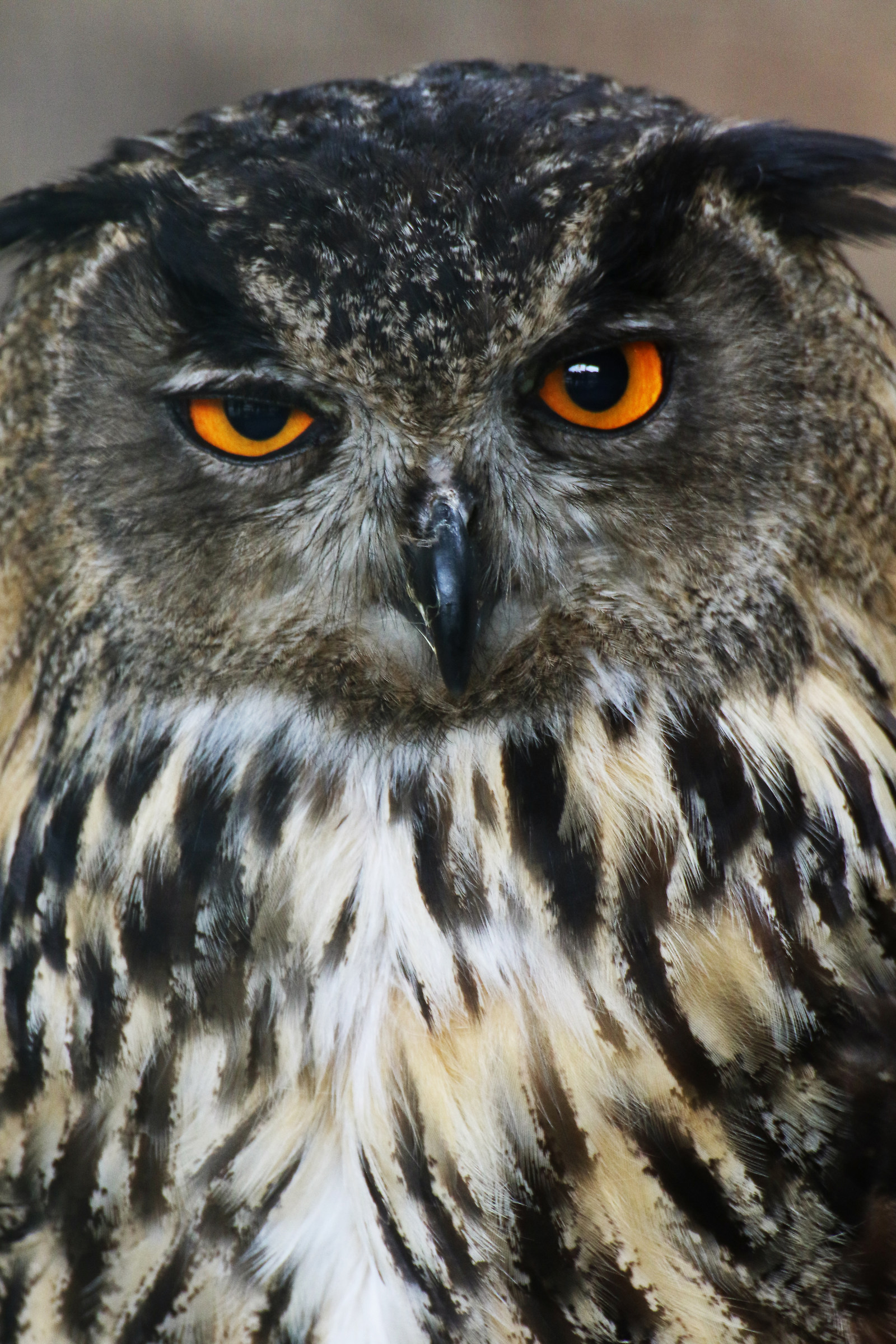 What you looking at?