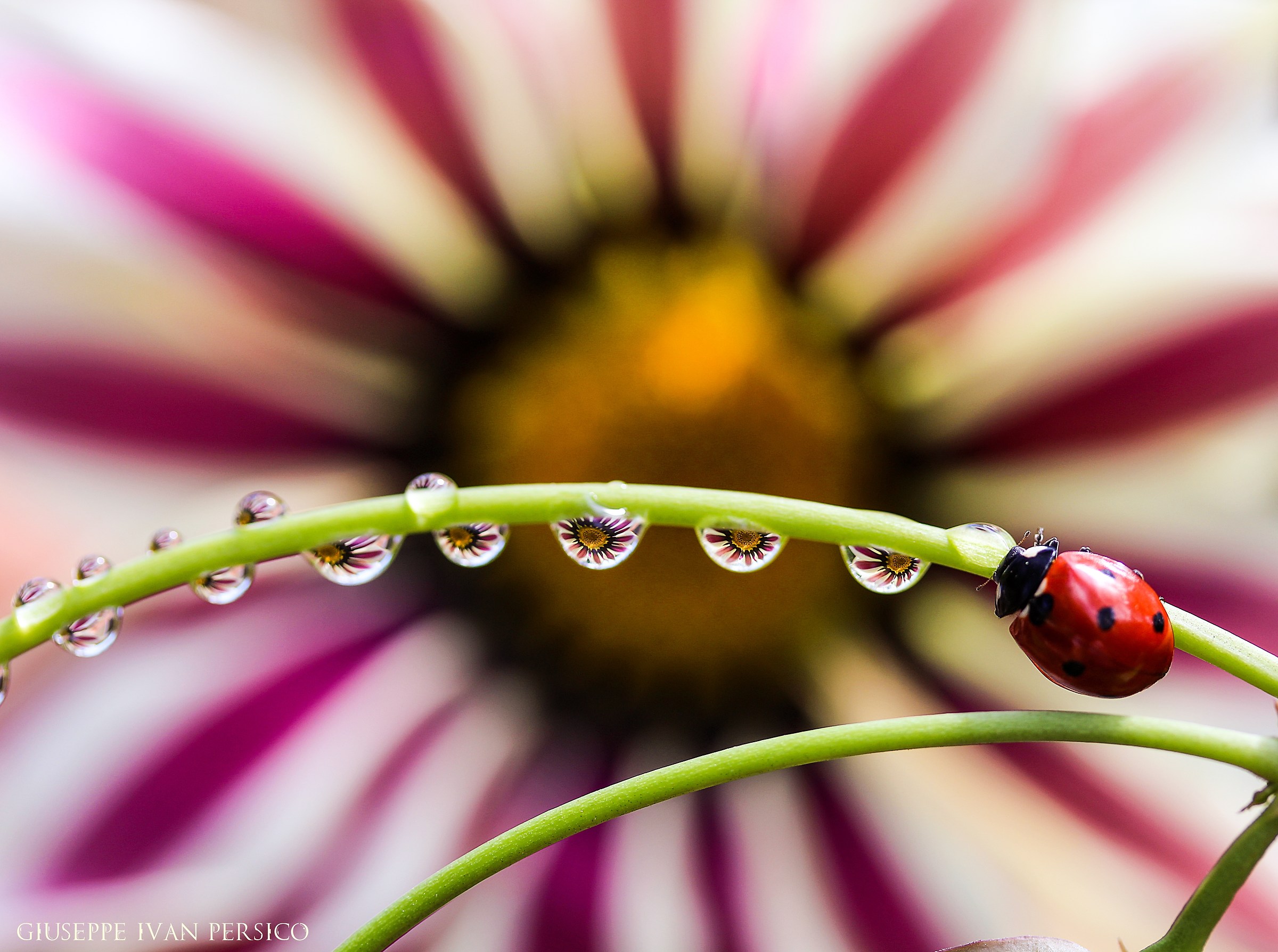 coccinella tra le gocce