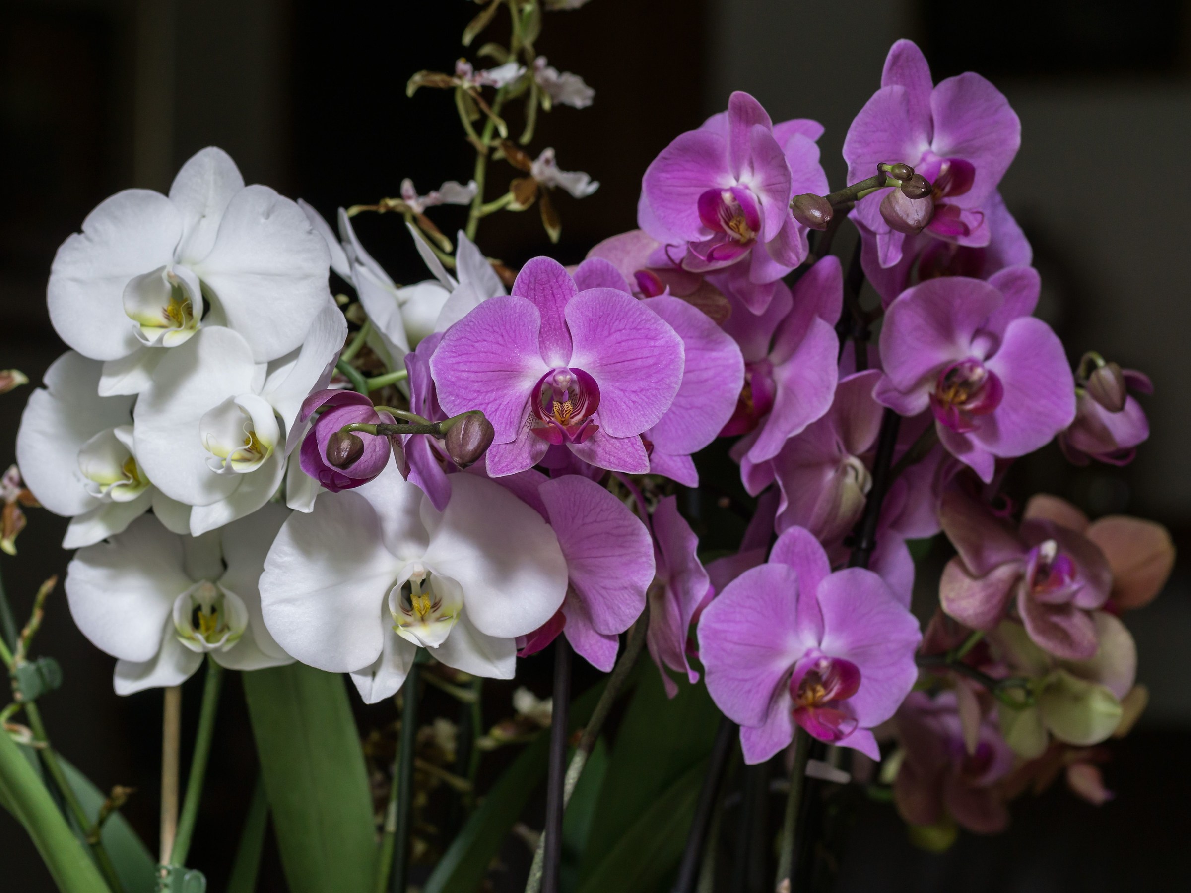 orchids