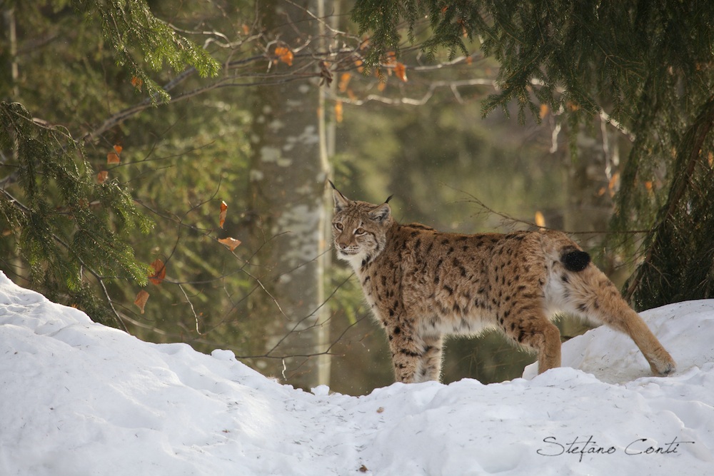 Lynx