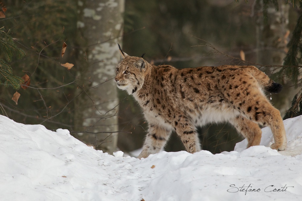 Lynx
