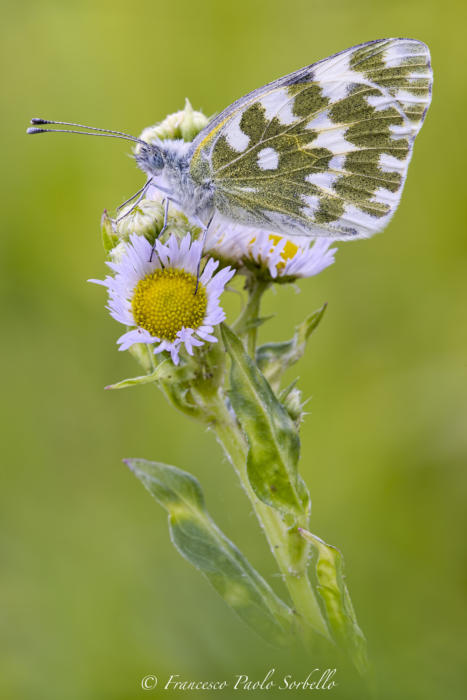 Pontia Edusa - green butterfly