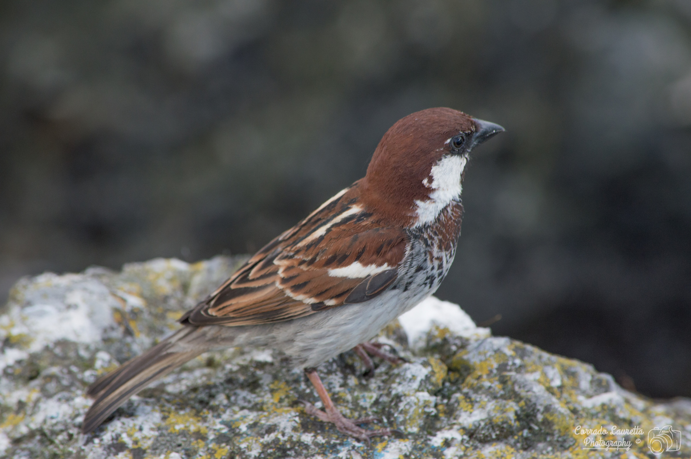 Sparrow