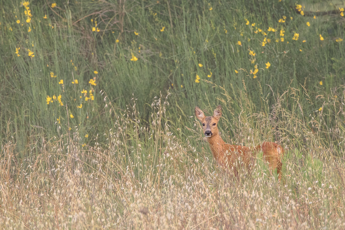 Capriolo between flowers
