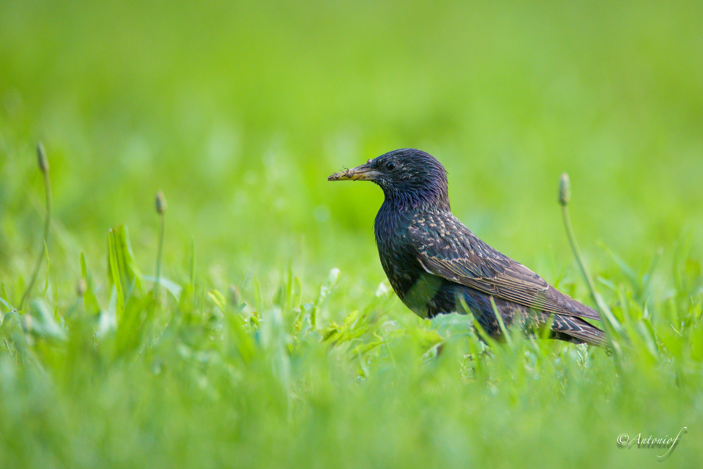 common starling