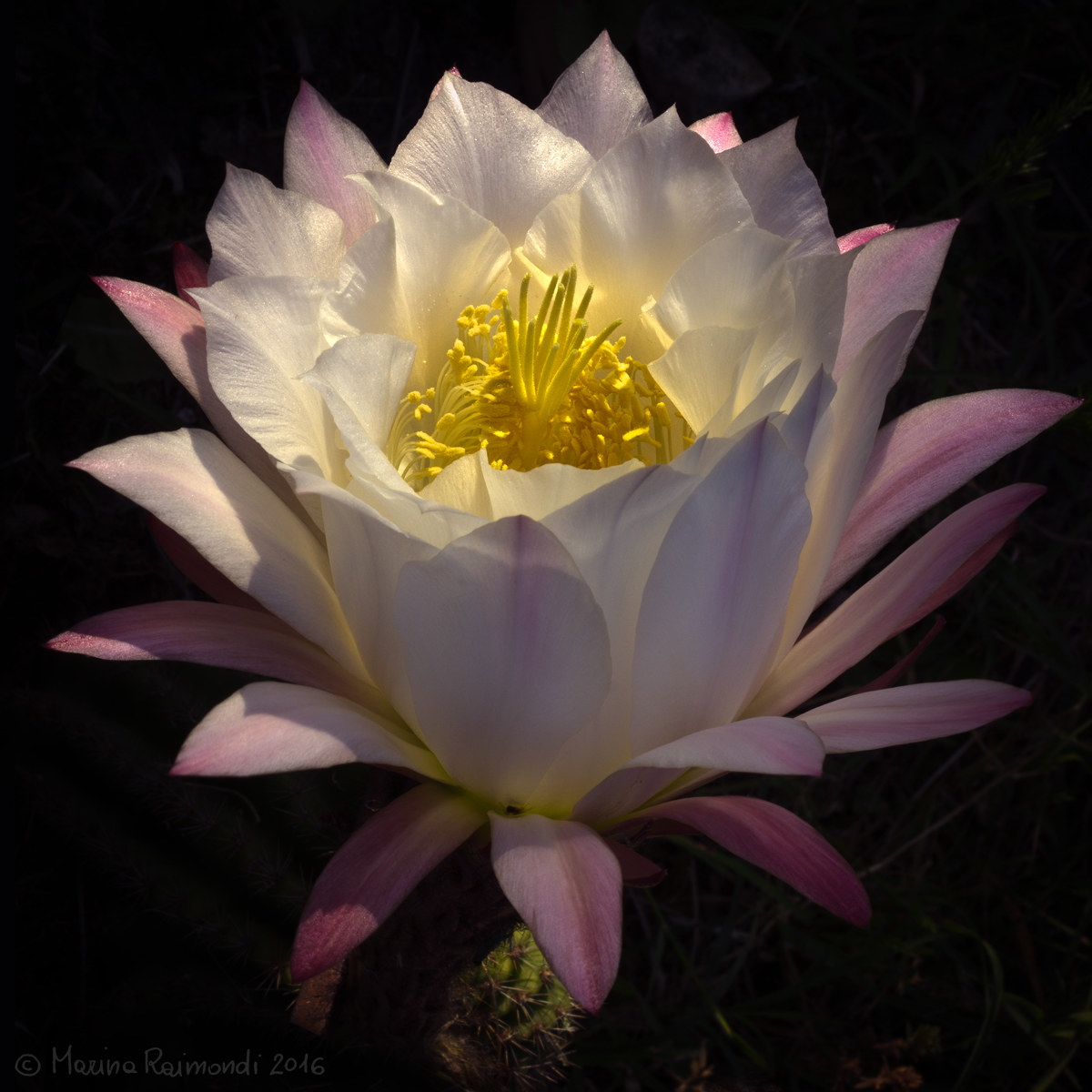 The emotion of a day 01