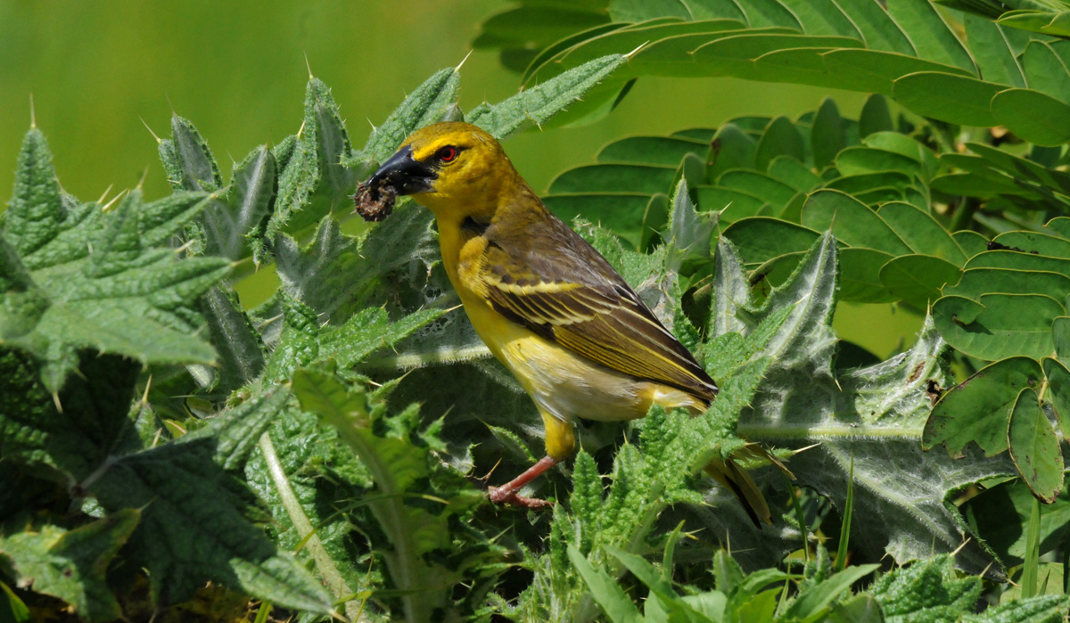 = Black-headed Weaver Female