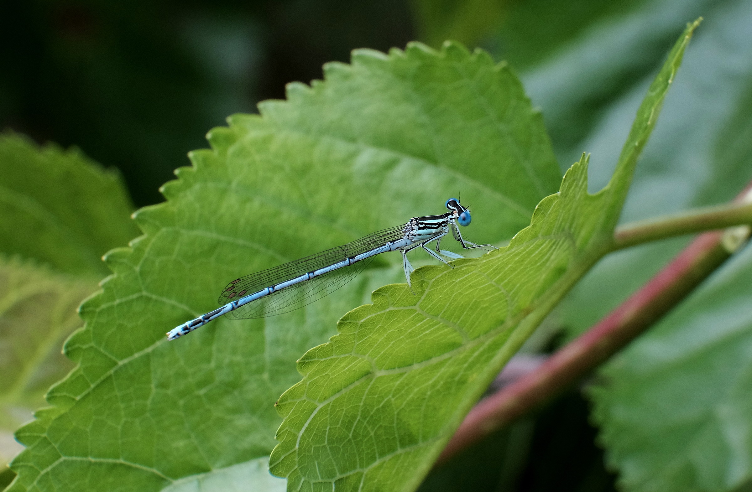 The blue damsel