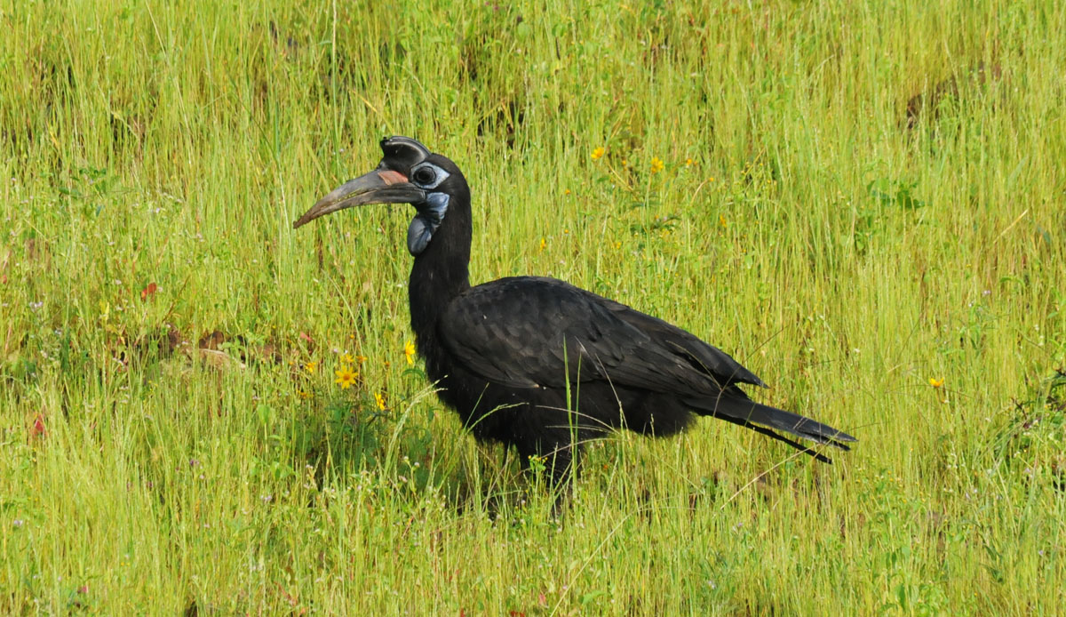 Hornbill=Abyssinian Ground Female