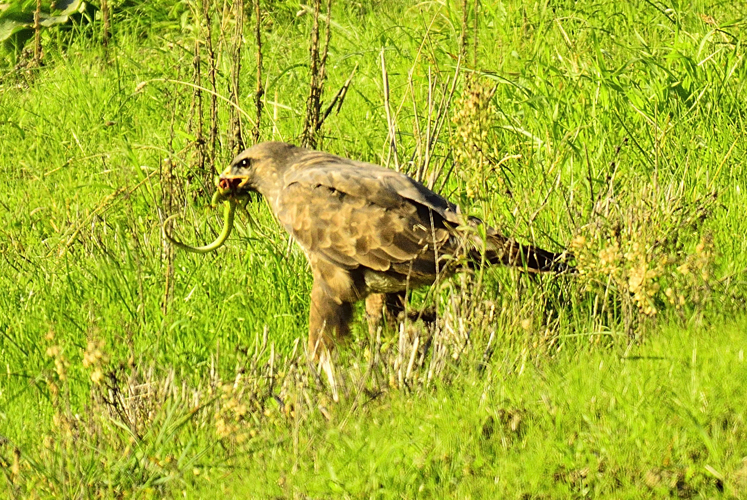 Buzzards of green lizard