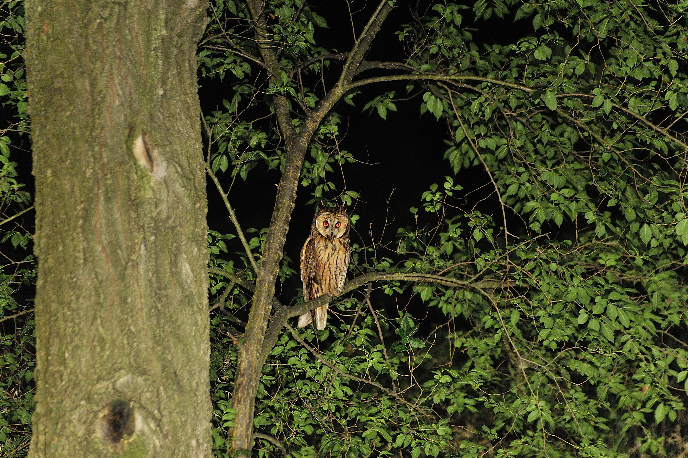 The first owl of my life