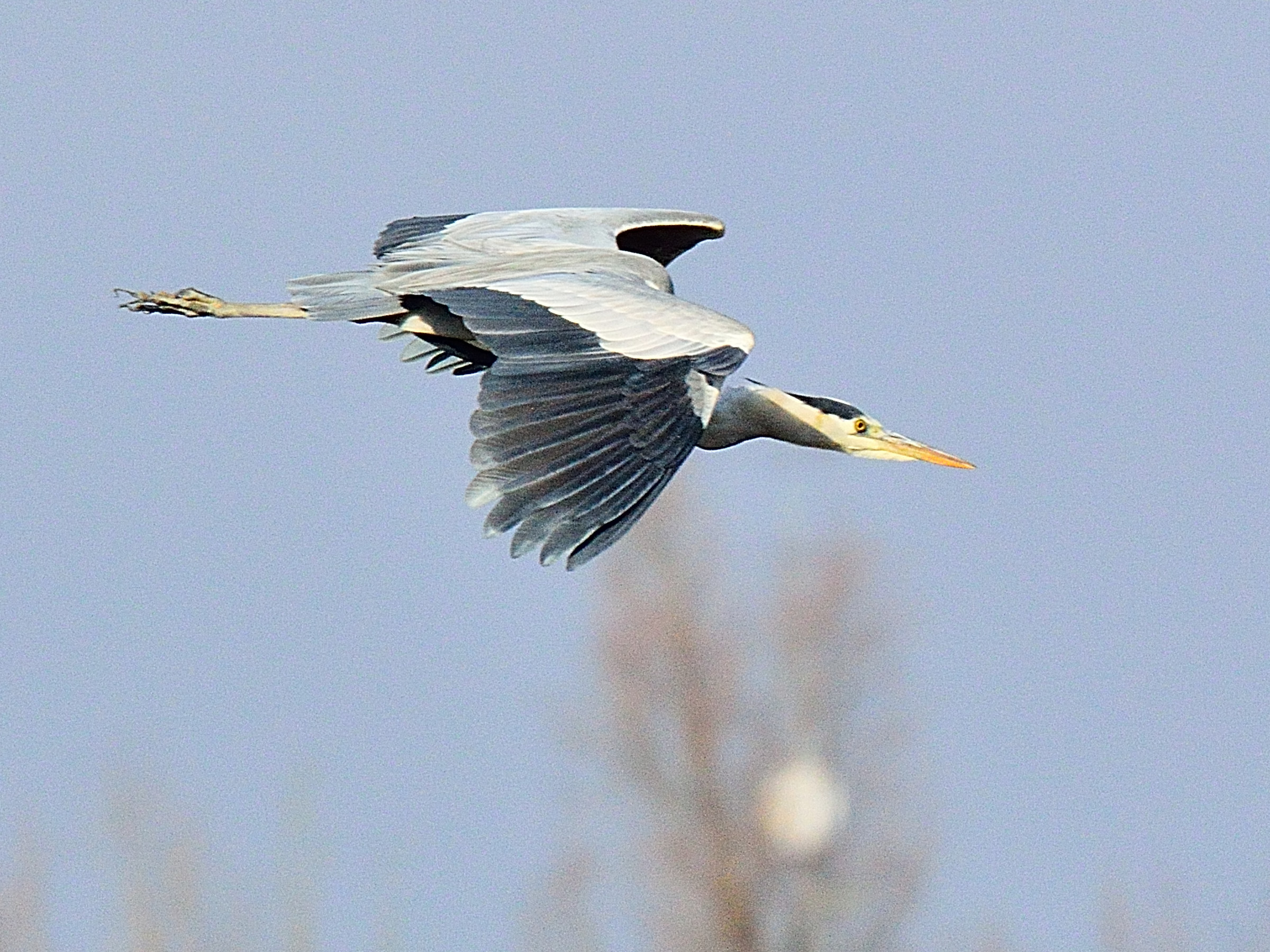 Heron in flight