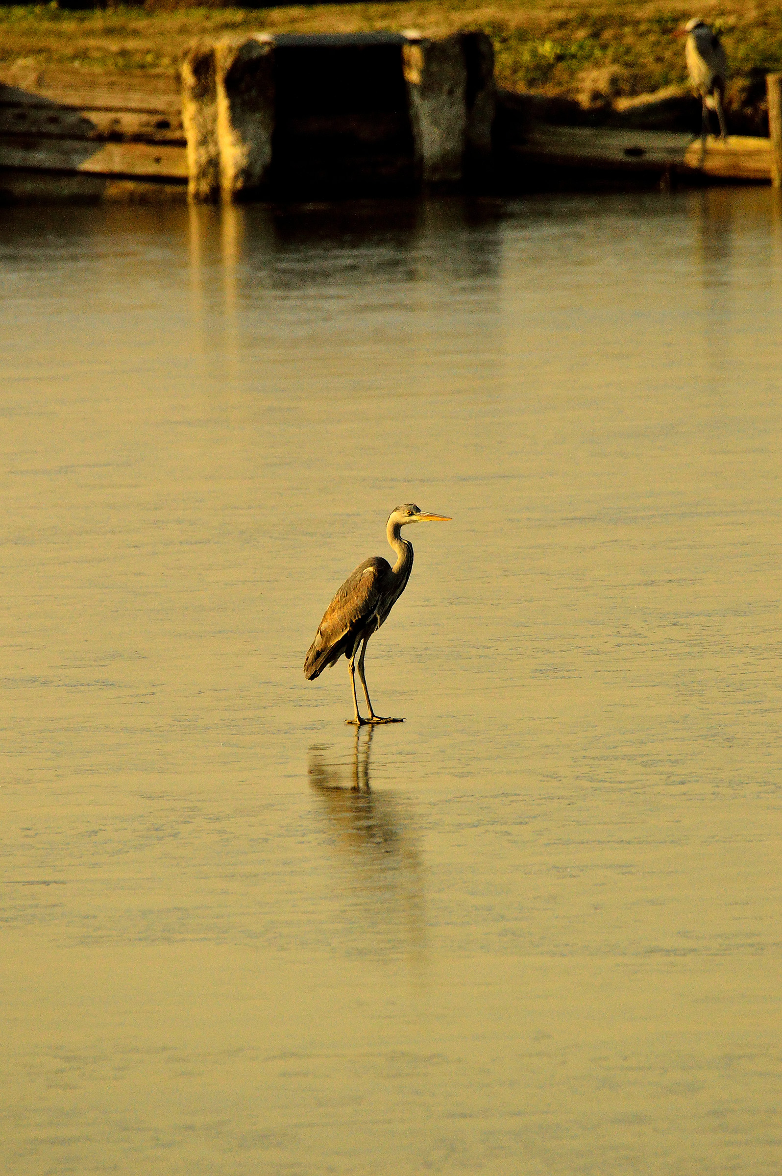 Purple Heron on frozen lake