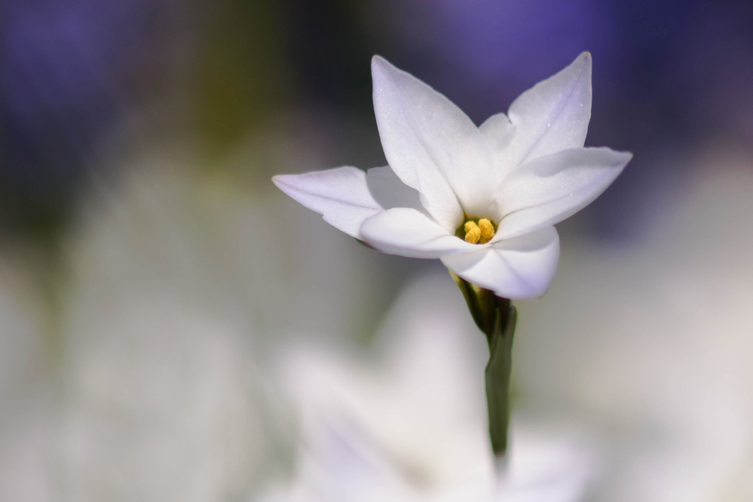 Testa sopra le nuvole