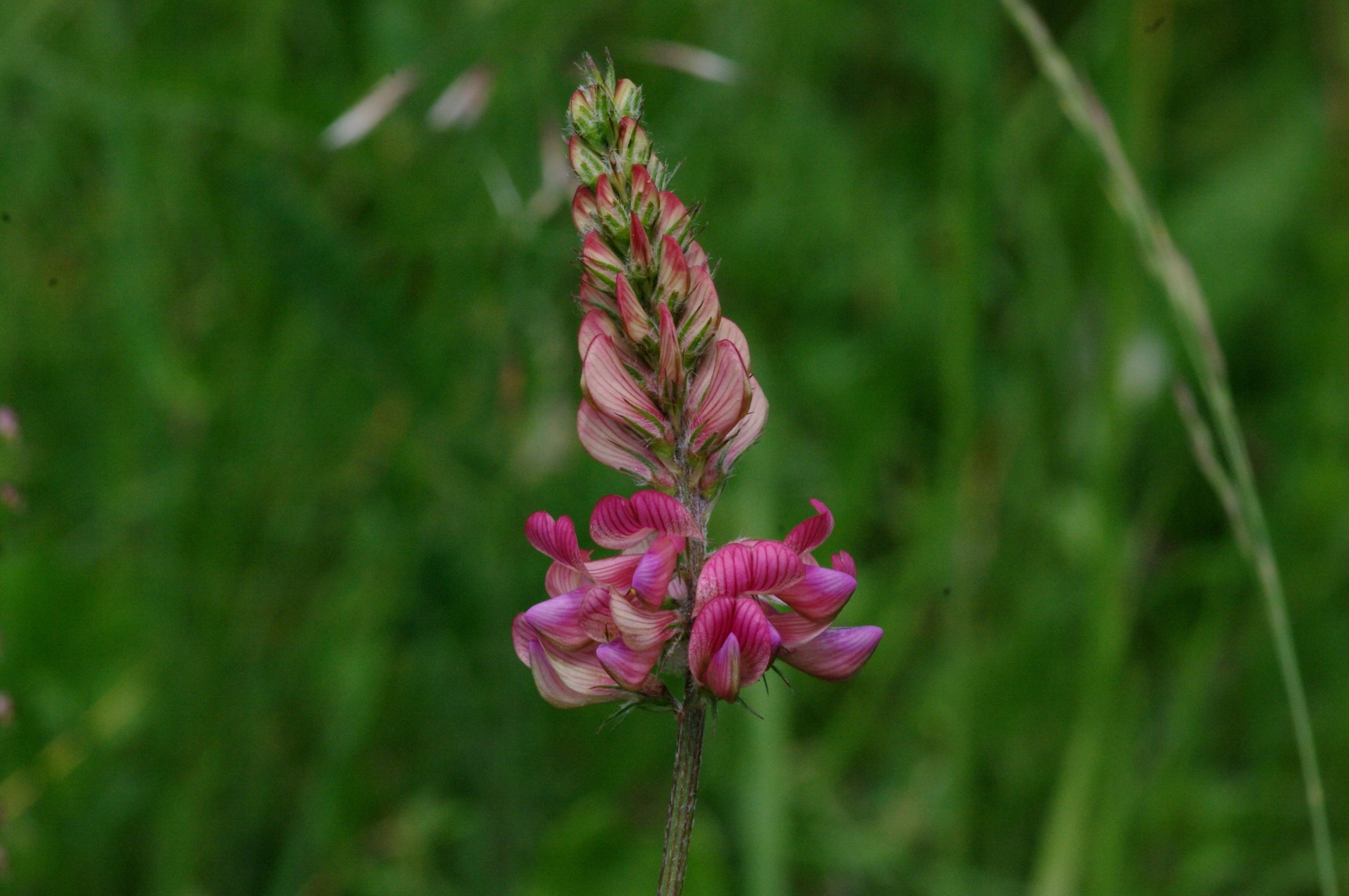 One of many on hay meadow