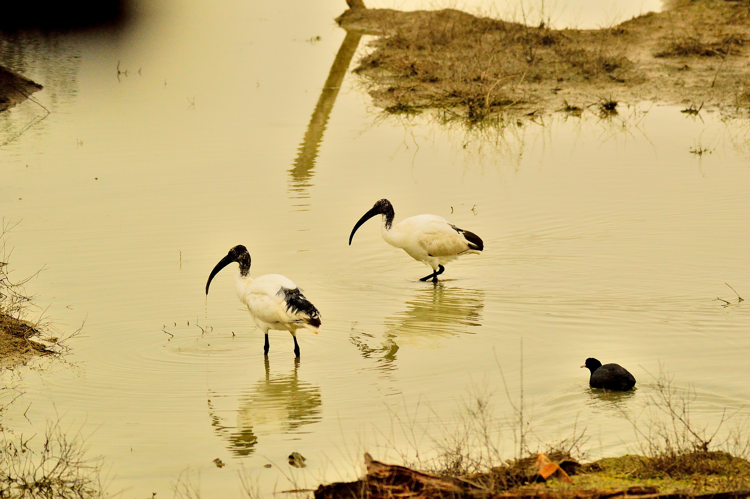 sacred ibis, between Bologna and Modena.